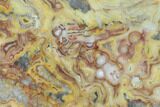 Polished, Crazy Lace Agate Slab - Western Australia #132934-1